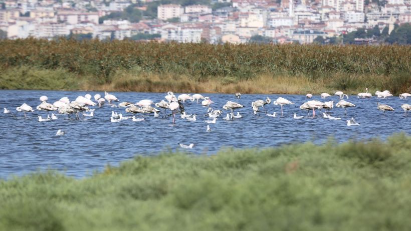 Göçmen kuşların tercihi İzmit Körfezi