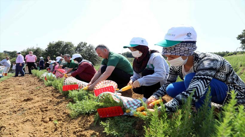 Kocaeli’de biberiye hasadı sürüyor