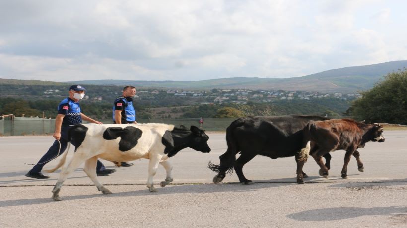 Körfez’de başıboş hayvanlar toplandı