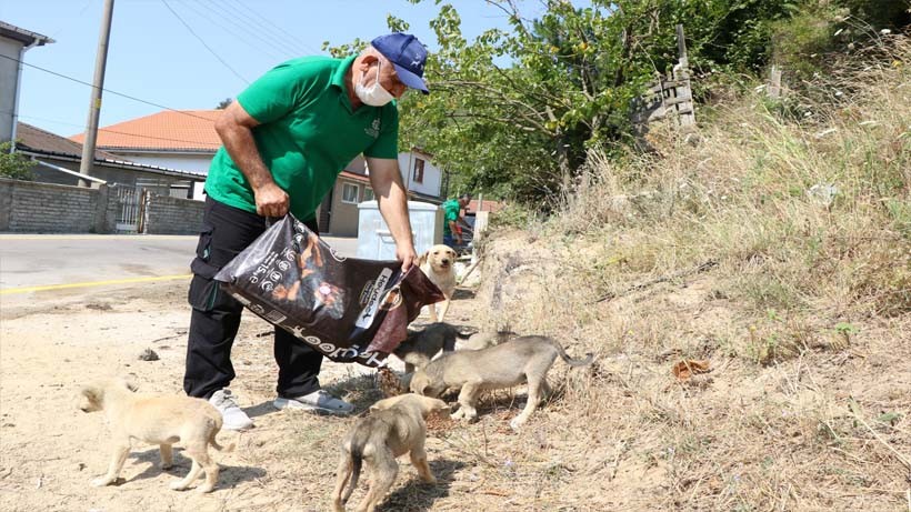 Sokak hayvanlarına 100 ton mama