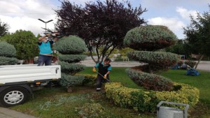 İzmit Anıtpark’ta form budaması yapılıyor